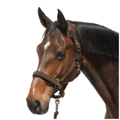 Cheval de Luxe Halfter Toulouse