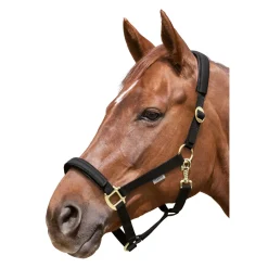 EQUEST Halfter Equi-Stretch