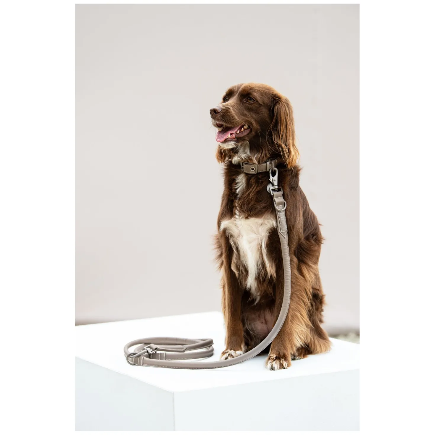 ESKADRON Classic Sports Hunde Set Leather