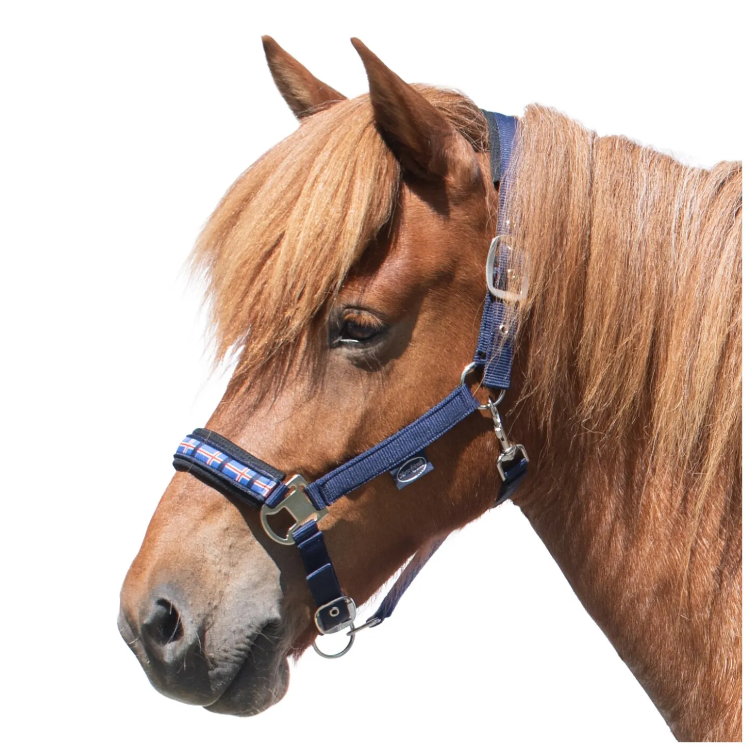 Horse-friends Island-Halfter Keflavik