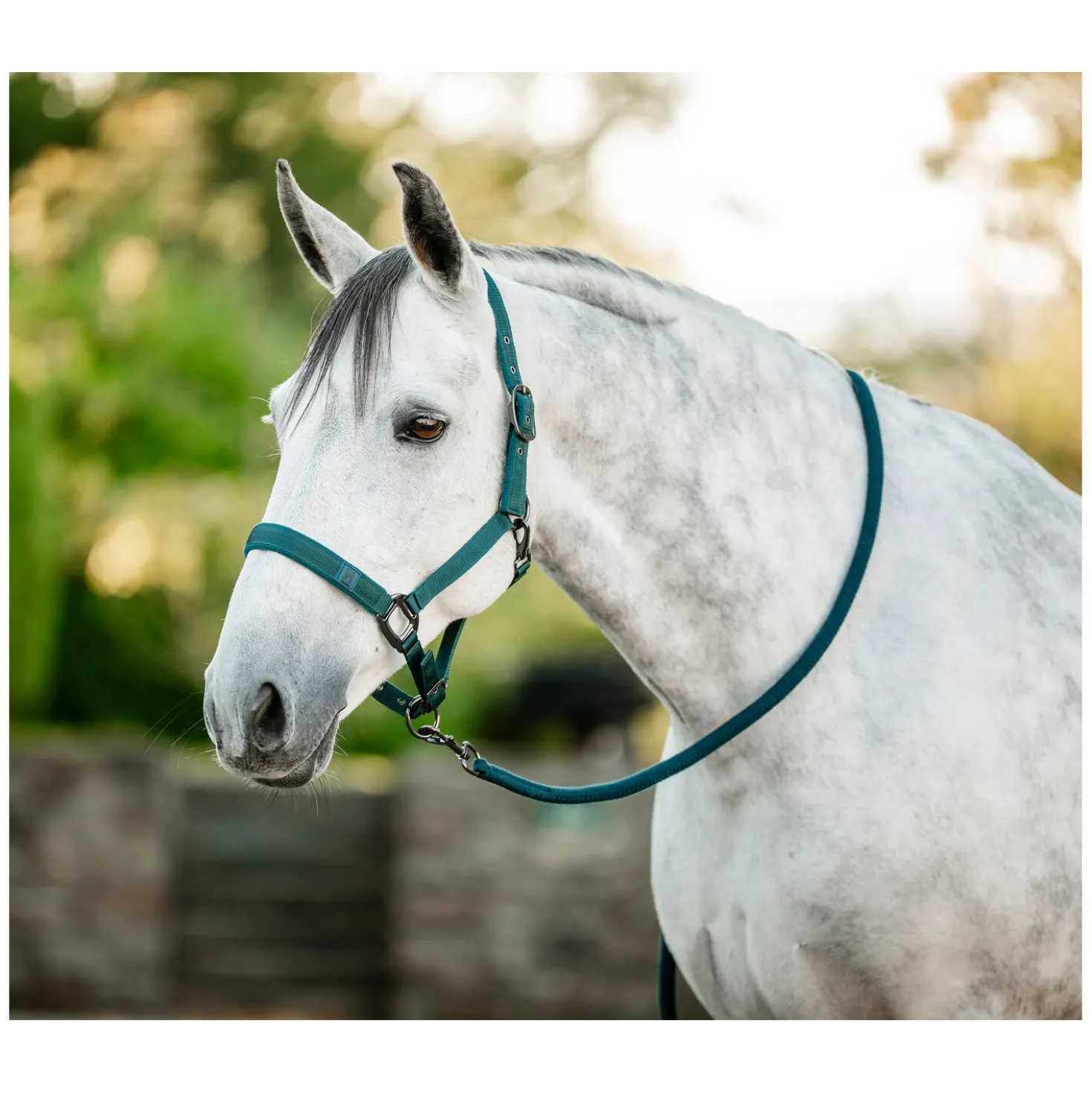 HORSEWARE Halfter und Führstrick