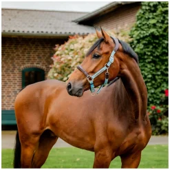 HORSEWARE Signature Halfter