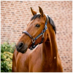 HORSEWARE Signature Halfter