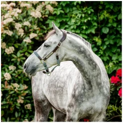 HORSEWARE Signature Halfter Braided