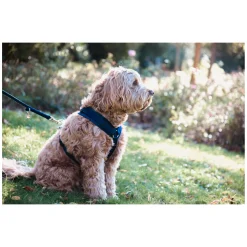 KENTUCKY DOGWEAR Hundegeschirr Activ Velvet