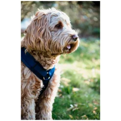 KENTUCKY DOGWEAR Hundegeschirr Activ Velvet
