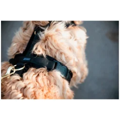 KENTUCKY DOGWEAR Hundegeschirr Activ Velvet