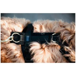 KENTUCKY DOGWEAR Hundegeschirr Activ Velvet