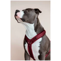 KENTUCKY DOGWEAR Hundegeschirr Activ Velvet