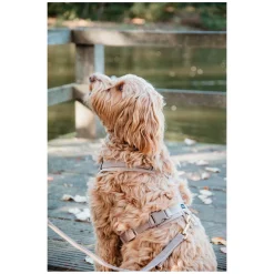 KENTUCKY DOGWEAR Hundegeschirr Activ Velvet