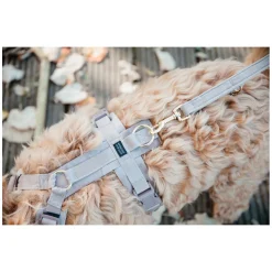 KENTUCKY DOGWEAR Hundegeschirr Activ Velvet