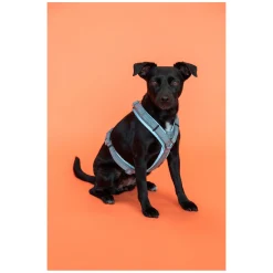 KENTUCKY Dogwear Hundegeschirr Active