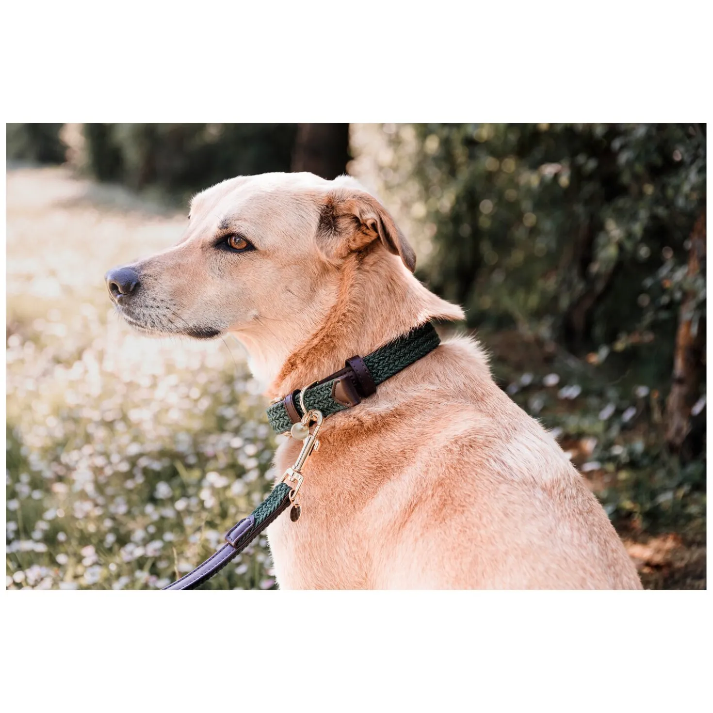 KENTUCKY DOGWEAR Hundehalsband Plaited Nylon