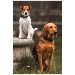 KENTUCKY DOGWEAR Hundehalsband Plaited Nylon