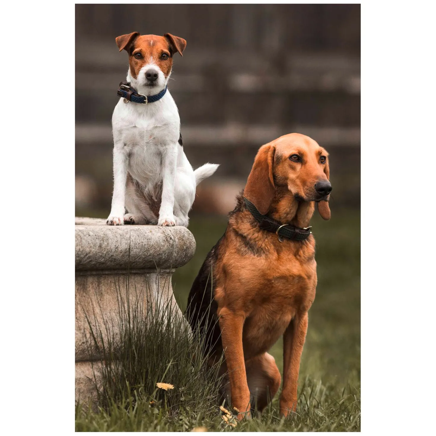 KENTUCKY DOGWEAR Hundehalsband Plaited Nylon