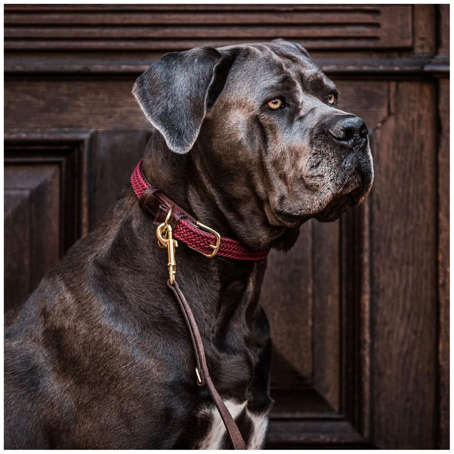 KENTUCKY DOGWEAR Hundehalsband Plaited Nylon