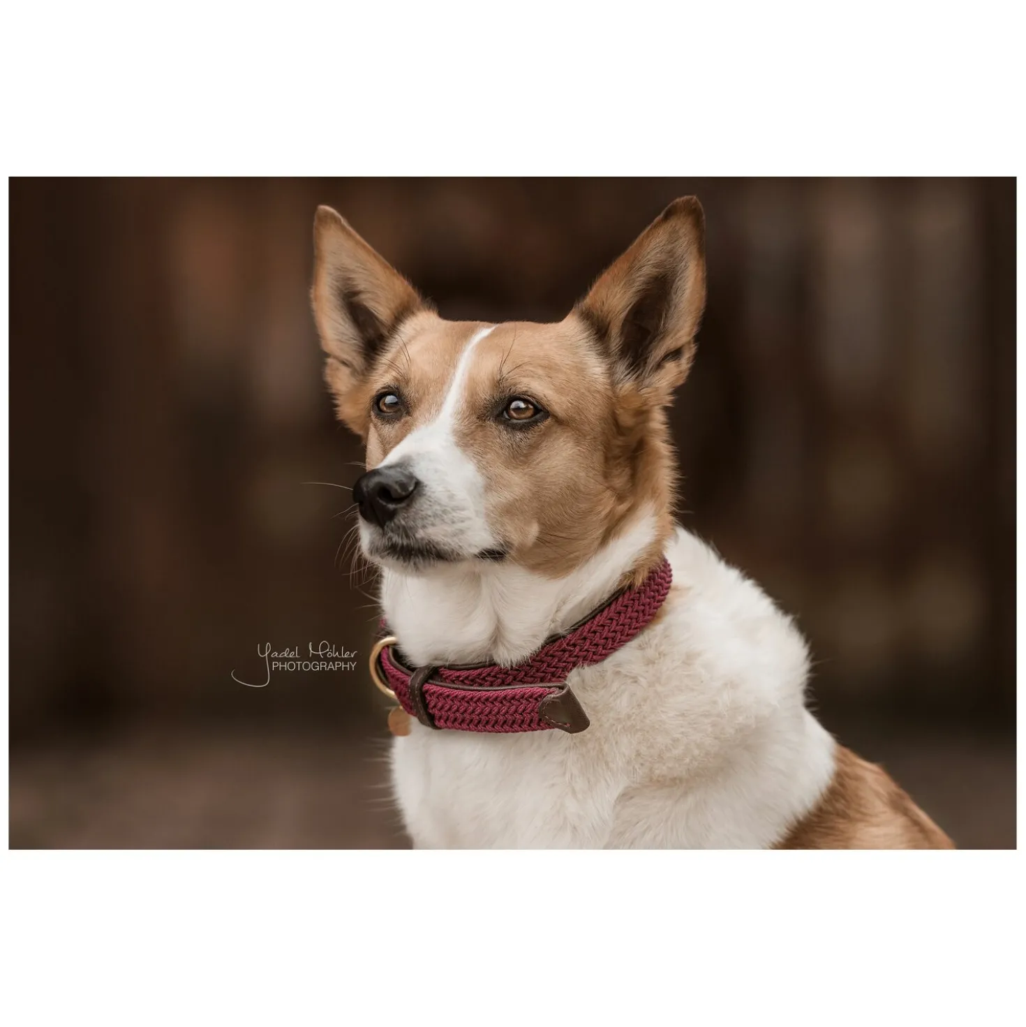 KENTUCKY DOGWEAR Hundehalsband Plaited Nylon