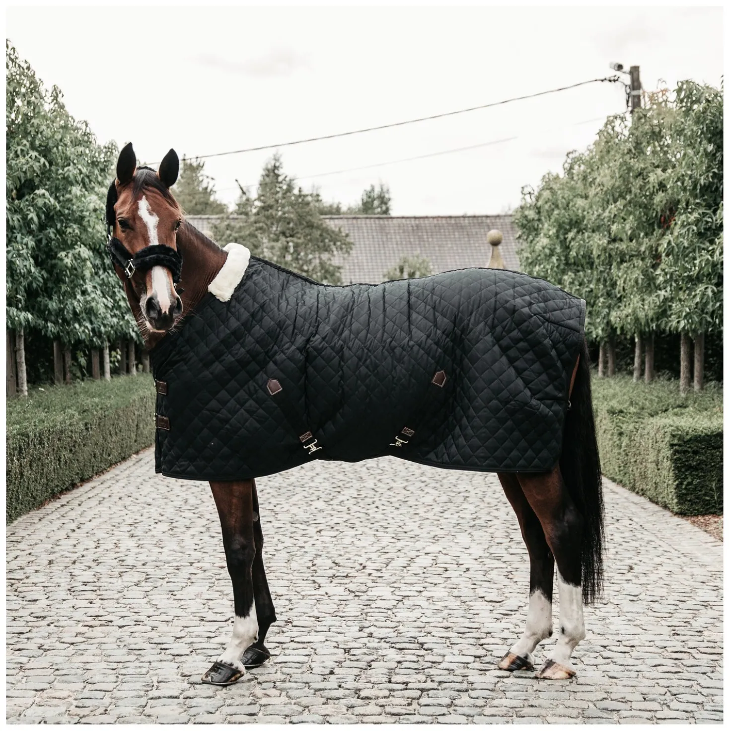 KENTUCKY Stalldecke 400 g