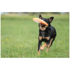 pawberry Frisbee Bissstark