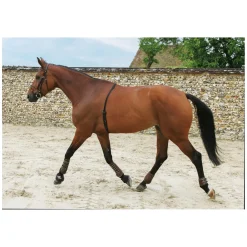POLAR Tracker H10 HR für Pferde