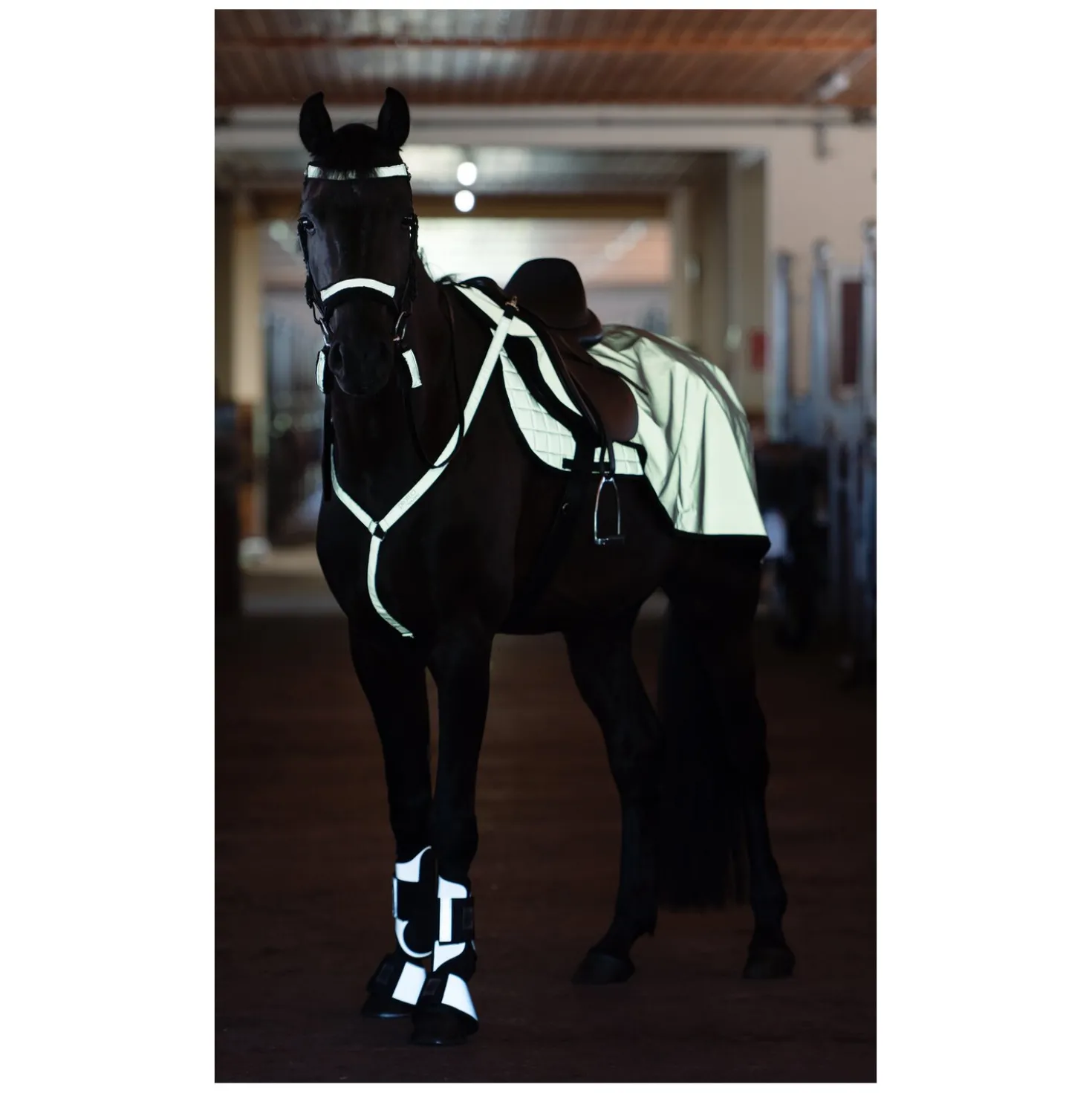 PROTECT by Horse-friends Vorderzeug