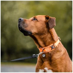 SPRENGER Hundehalsband gepolstert, verstellbar