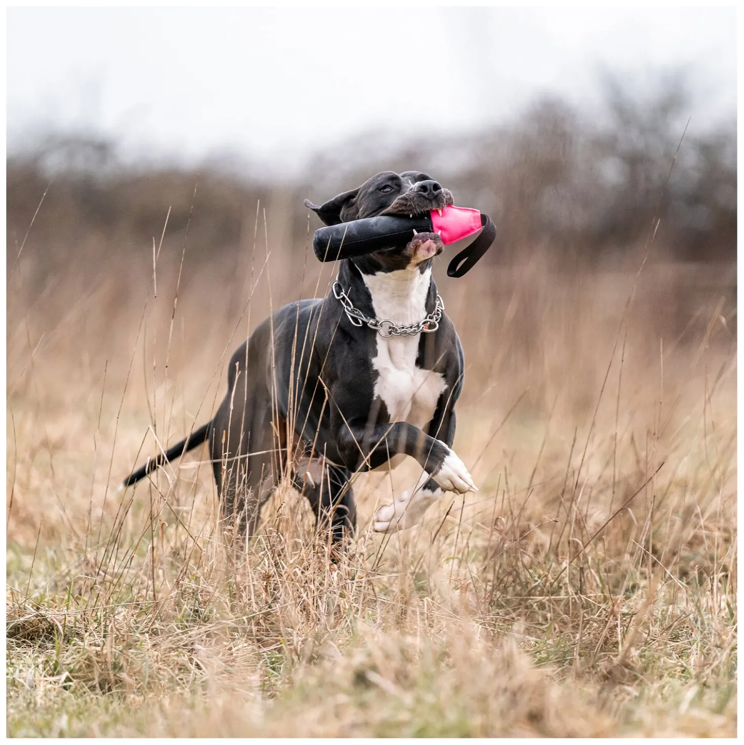 SPRENGER Hundespielzeug Dummy