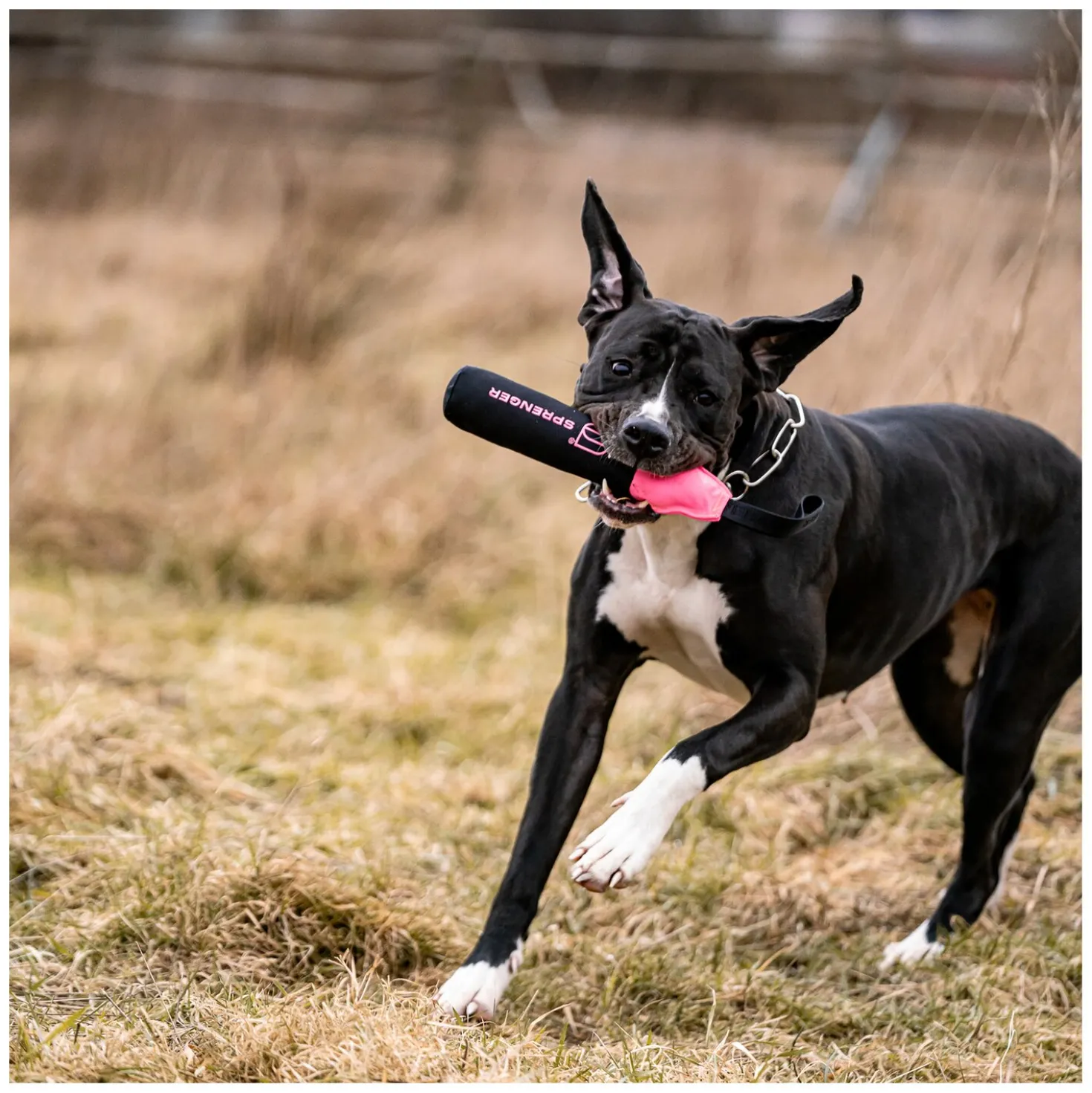 SPRENGER Hundespielzeug Dummy