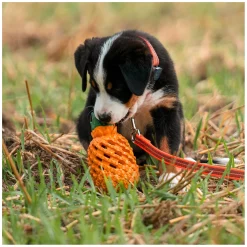 SPRENGER Hundespielzeug FRUIT CHALLENCE - Ananas
