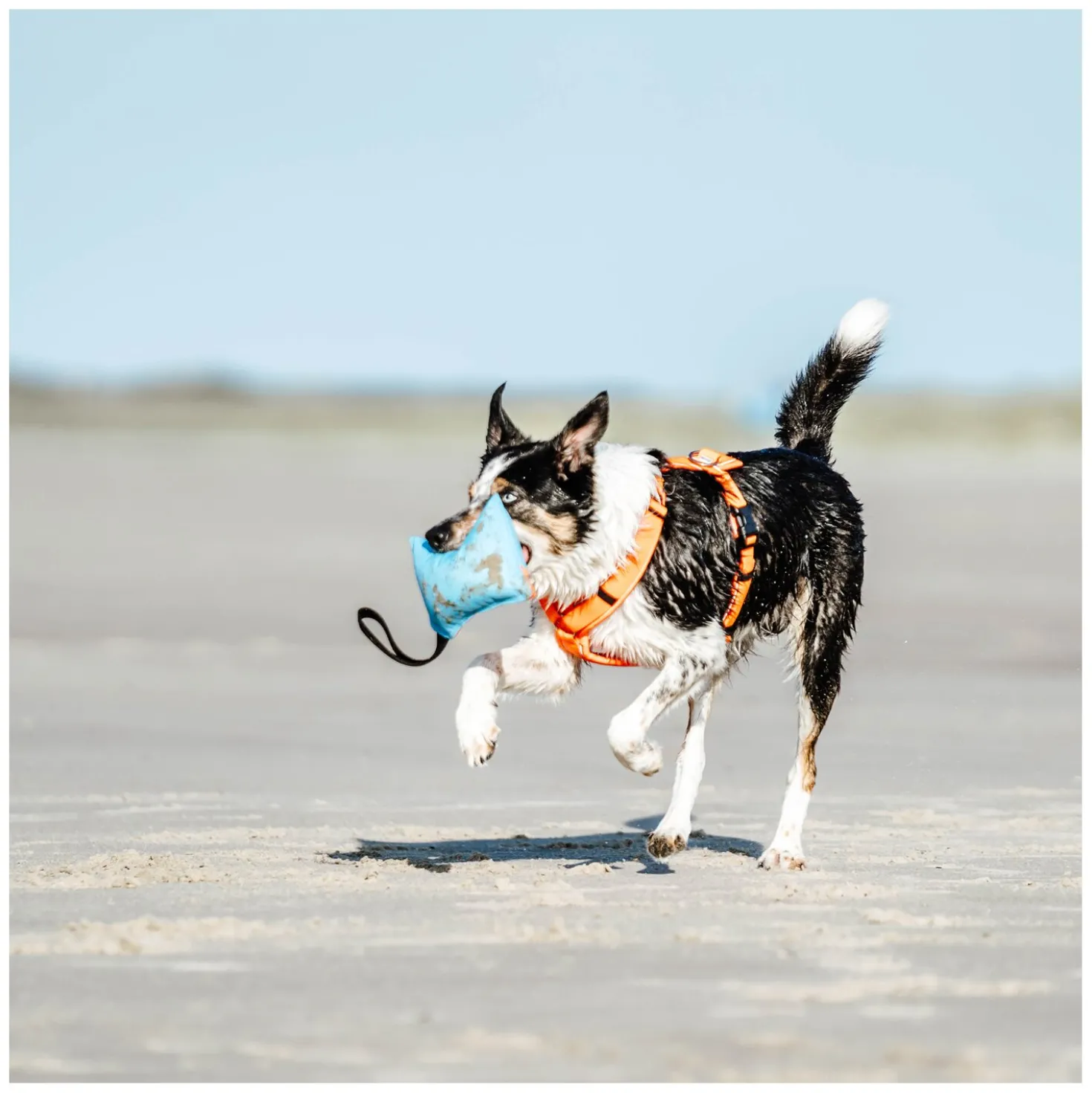 SPRENGER Hundespielzeug Kissen