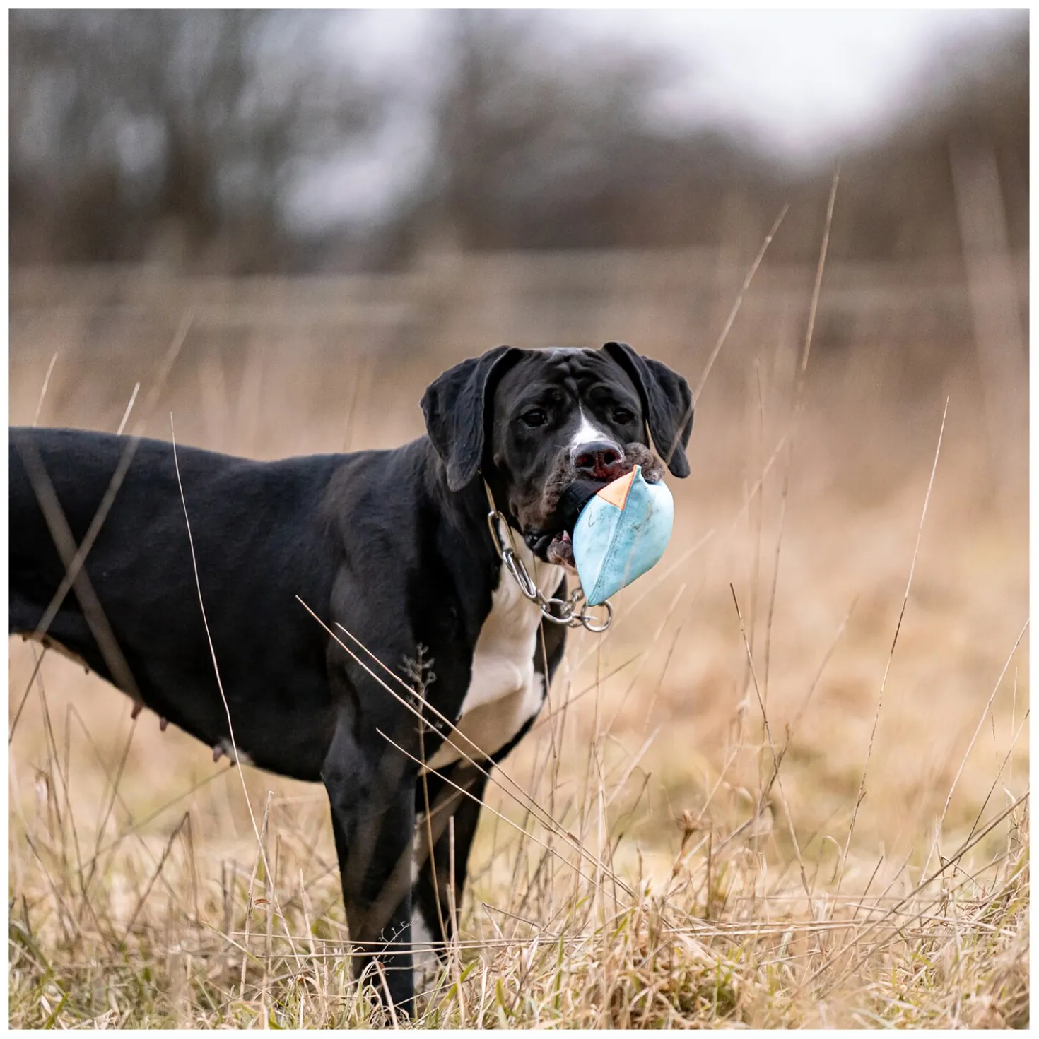 SPRENGER Hundespielzeug Kissen