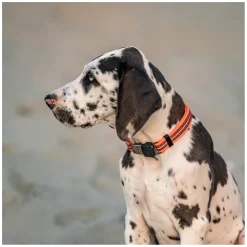 SPRENGER Verstellbares Hundehalsband mit ClicLock-Verschluss