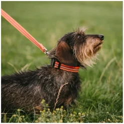 SPRENGER Verstellbares Hundehalsband mit ClicLock-Verschluss