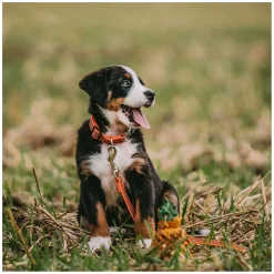 SPRENGER Verstellbares Hundehalsband mit ClicLock-Verschluss