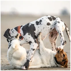 SPRENGER Verstellbares Hundehalsband mit ClicLock-Verschluss
