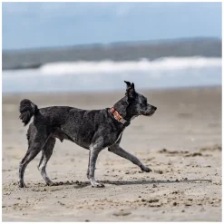 SPRENGER Verstellbares Hundehalsband mit ClicLock-Verschluss