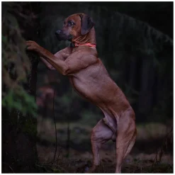 SPRENGER Verstellbares Hundehalsband mit ClicLock-Verschluss