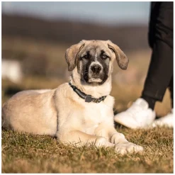 SPRENGER Verstellbares Hundehalsband mit ClicLock-Verschluss
