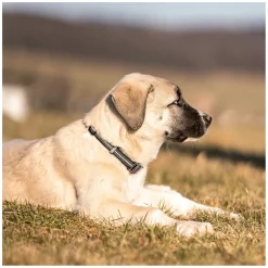 SPRENGER Verstellbares Hundehalsband mit ClicLock-Verschluss