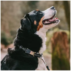 SPRENGER Verstellbares Hundehalsband mit ClicLock-Verschluss