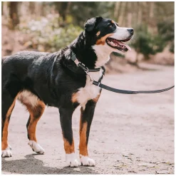 SPRENGER Verstellbares Hundehalsband mit ClicLock-Verschluss