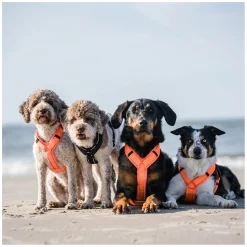 SPRENGER Y-Hundegeschirr 2.0, reflektierend