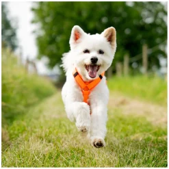 SPRENGER Y-Hundegeschirr 2.0, reflektierend
