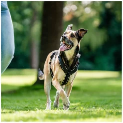SPRENGER Y-Hundegeschirr 2.0, reflektierend