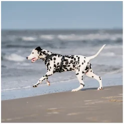 SPRENGER Y-Hundegeschirr 2.0, reflektierend
